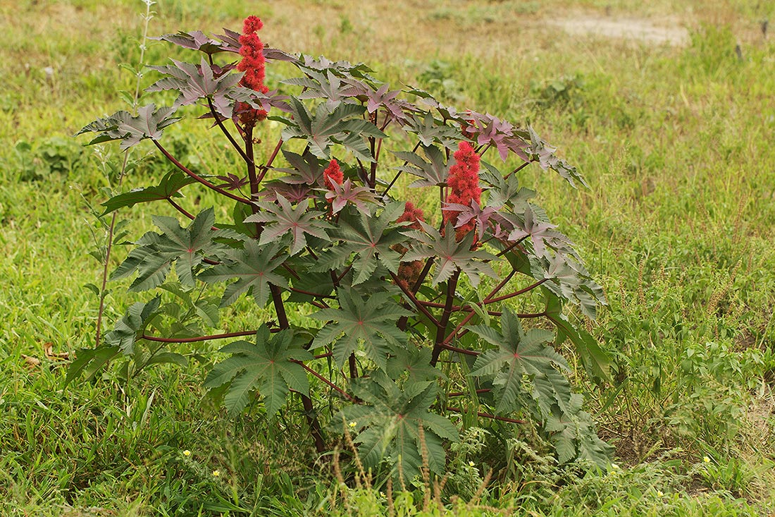 Ricinus communis var. communis Ricinus communis var. communis