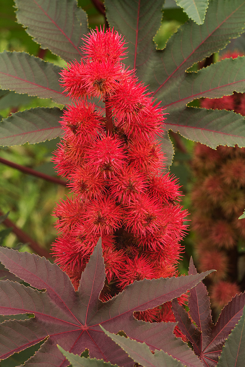 Ricinus communis var. communis