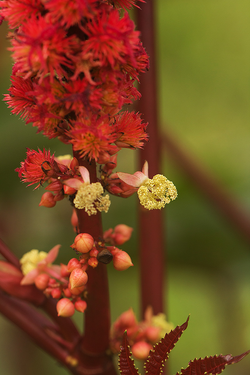 Ricinus communis var. communis