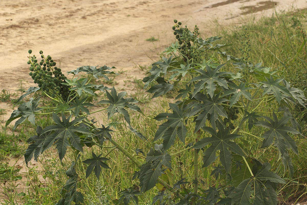 Ricinus communis var. communis