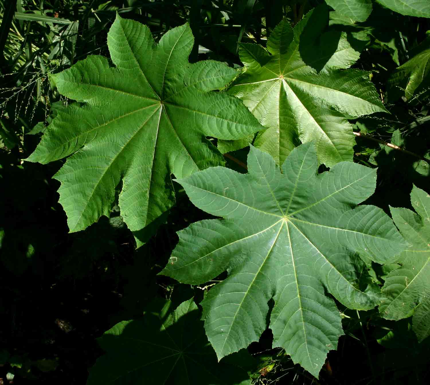 Ricinus communis var. communis