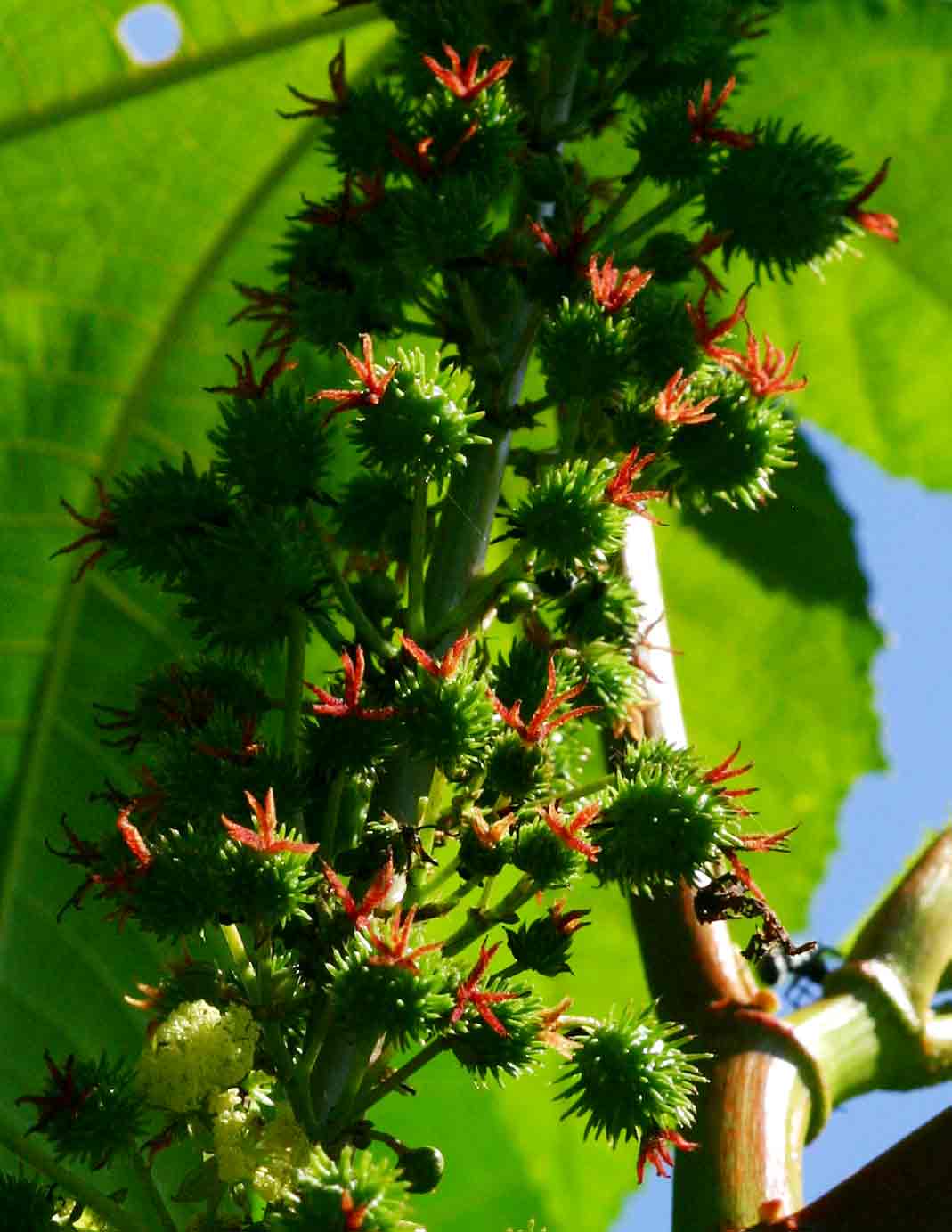 Ricinus communis var. communis Ricinus communis var. communis