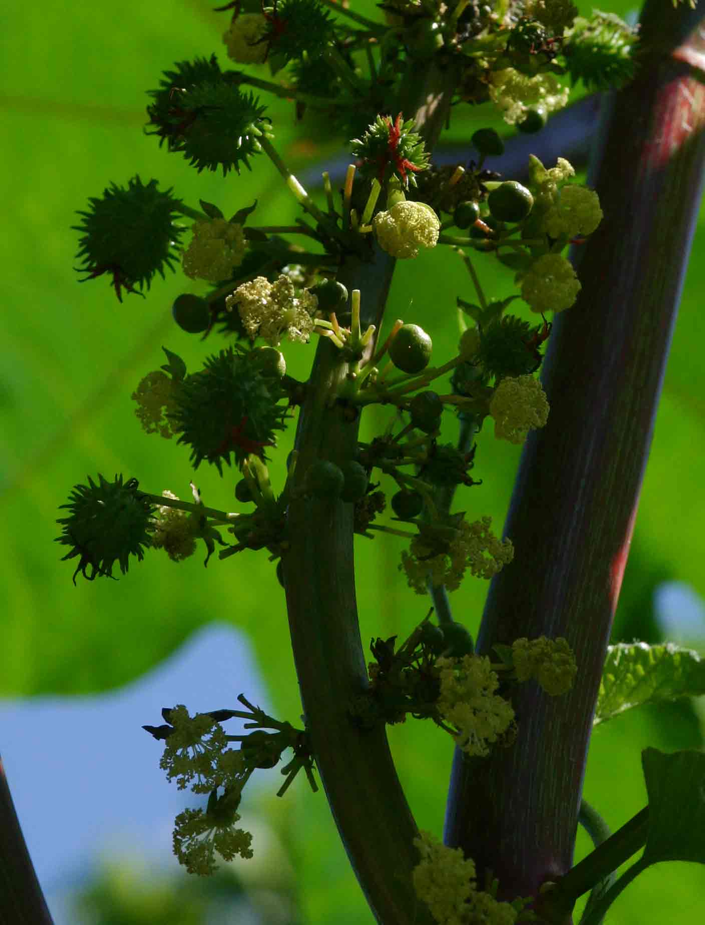 Ricinus communis var. communis