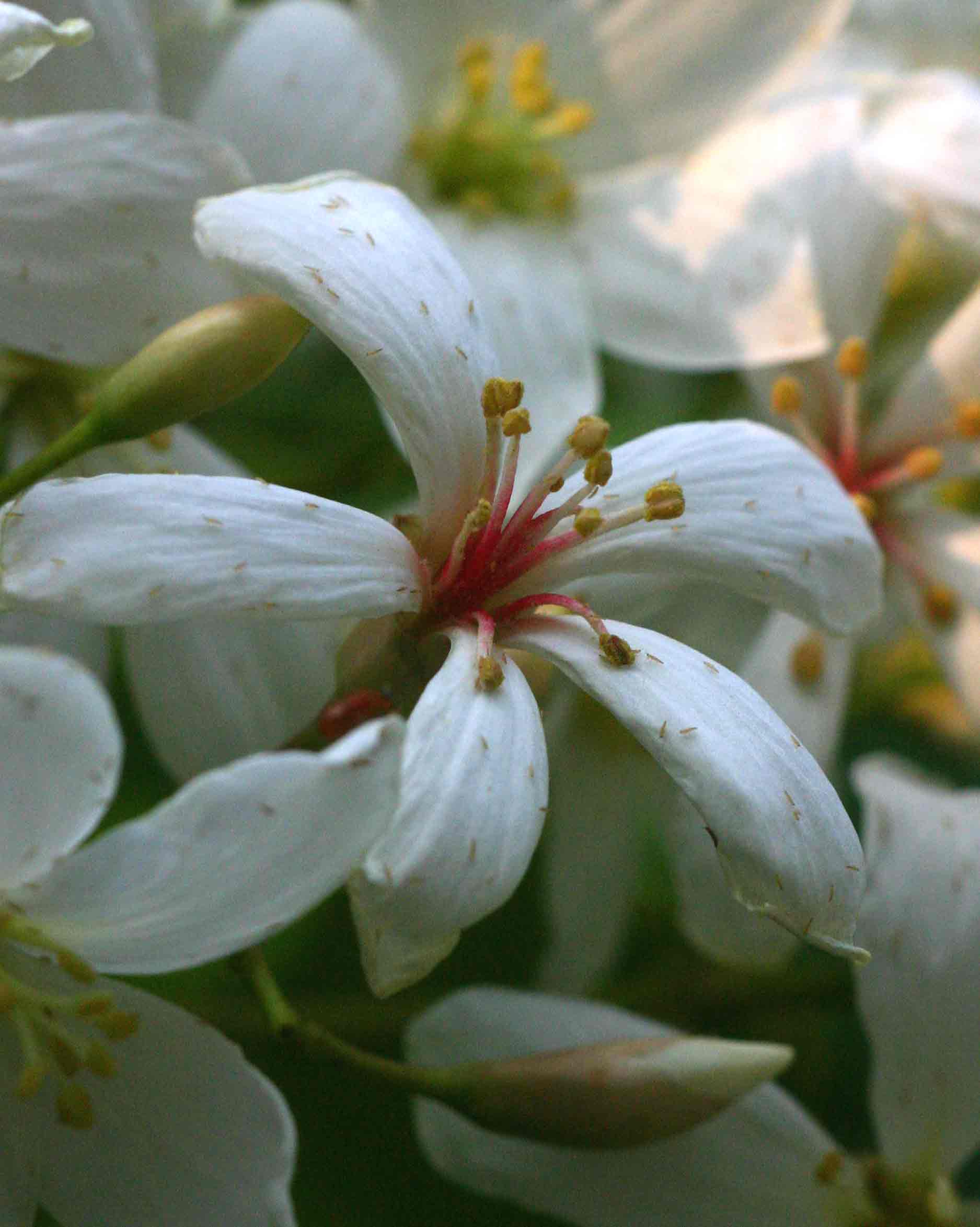 Vernicia montana Vernicia montana