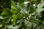 Jatropha curcas