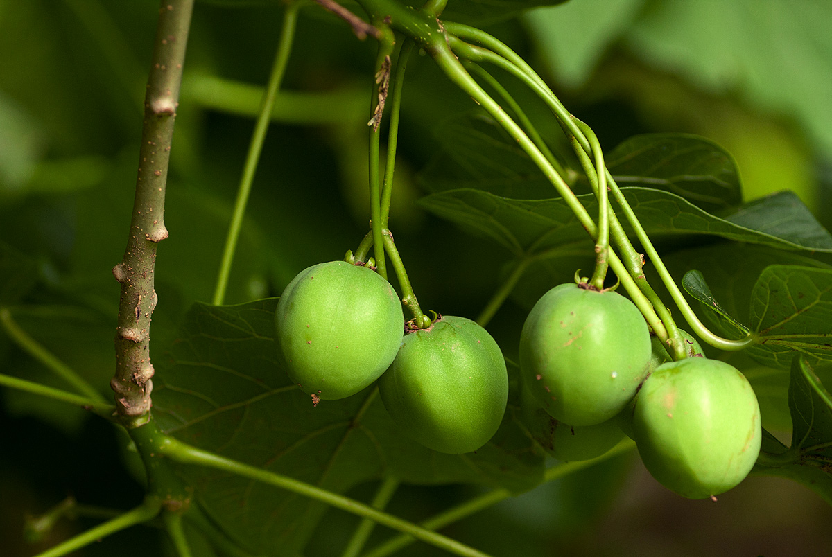 Jatropha curcas