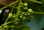 Jatropha curcas