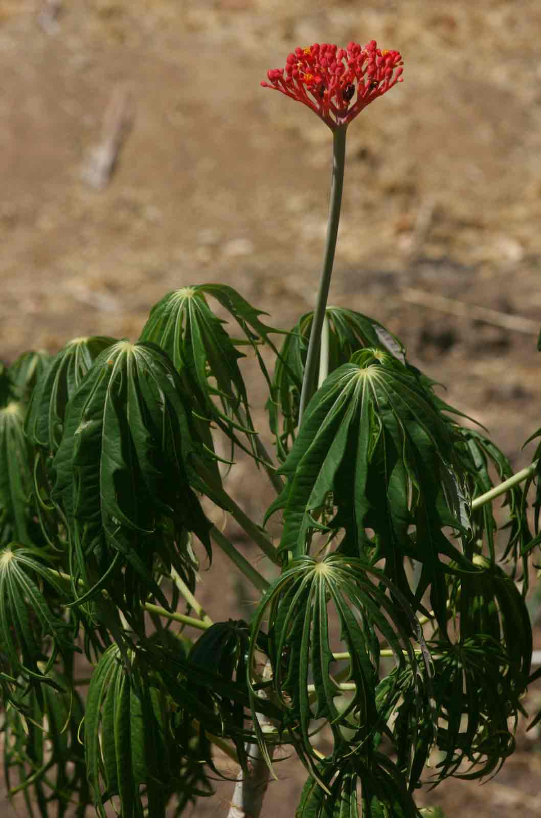 Jatropha multifida Jatropha multifida