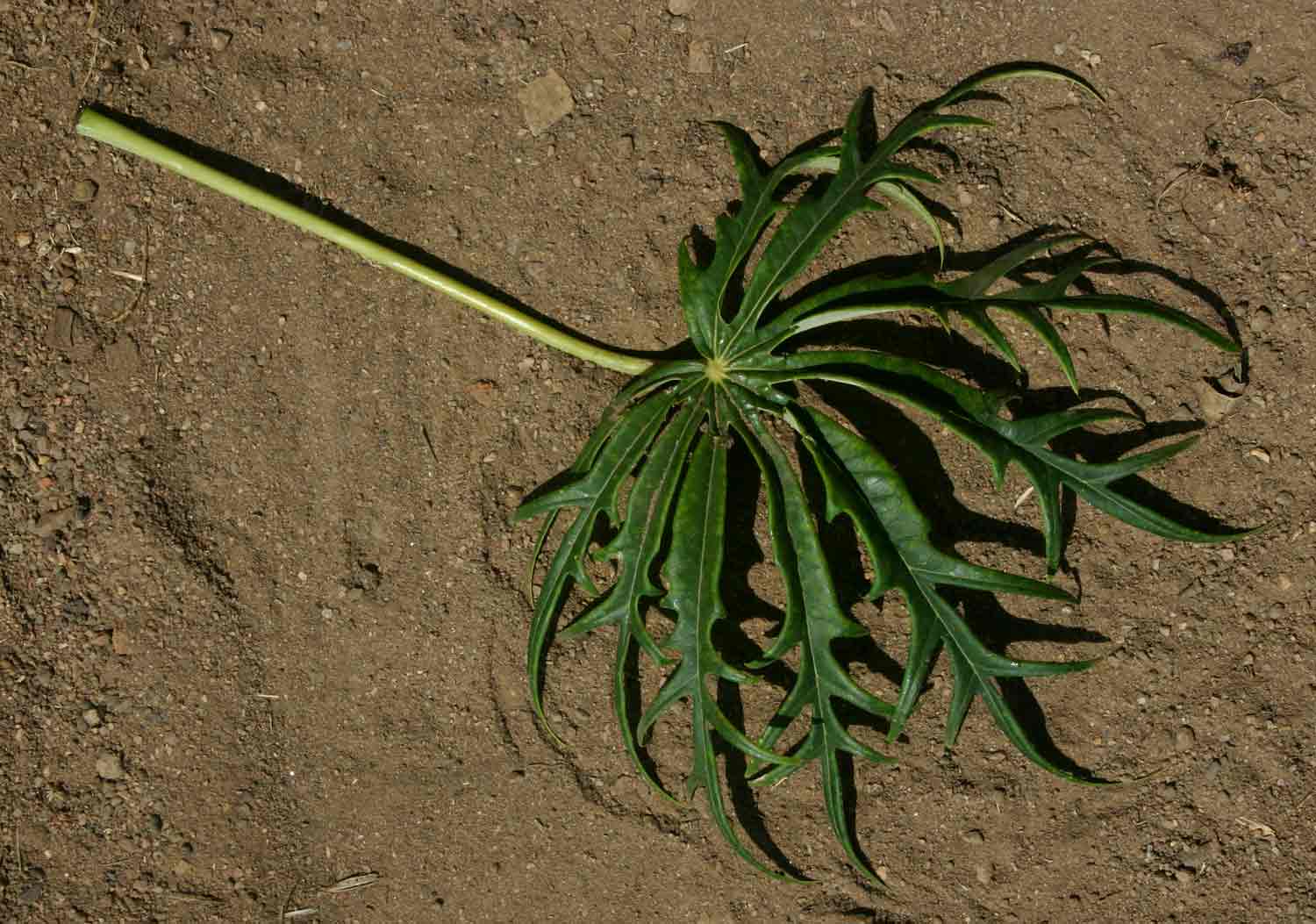 Jatropha multifida Jatropha multifida