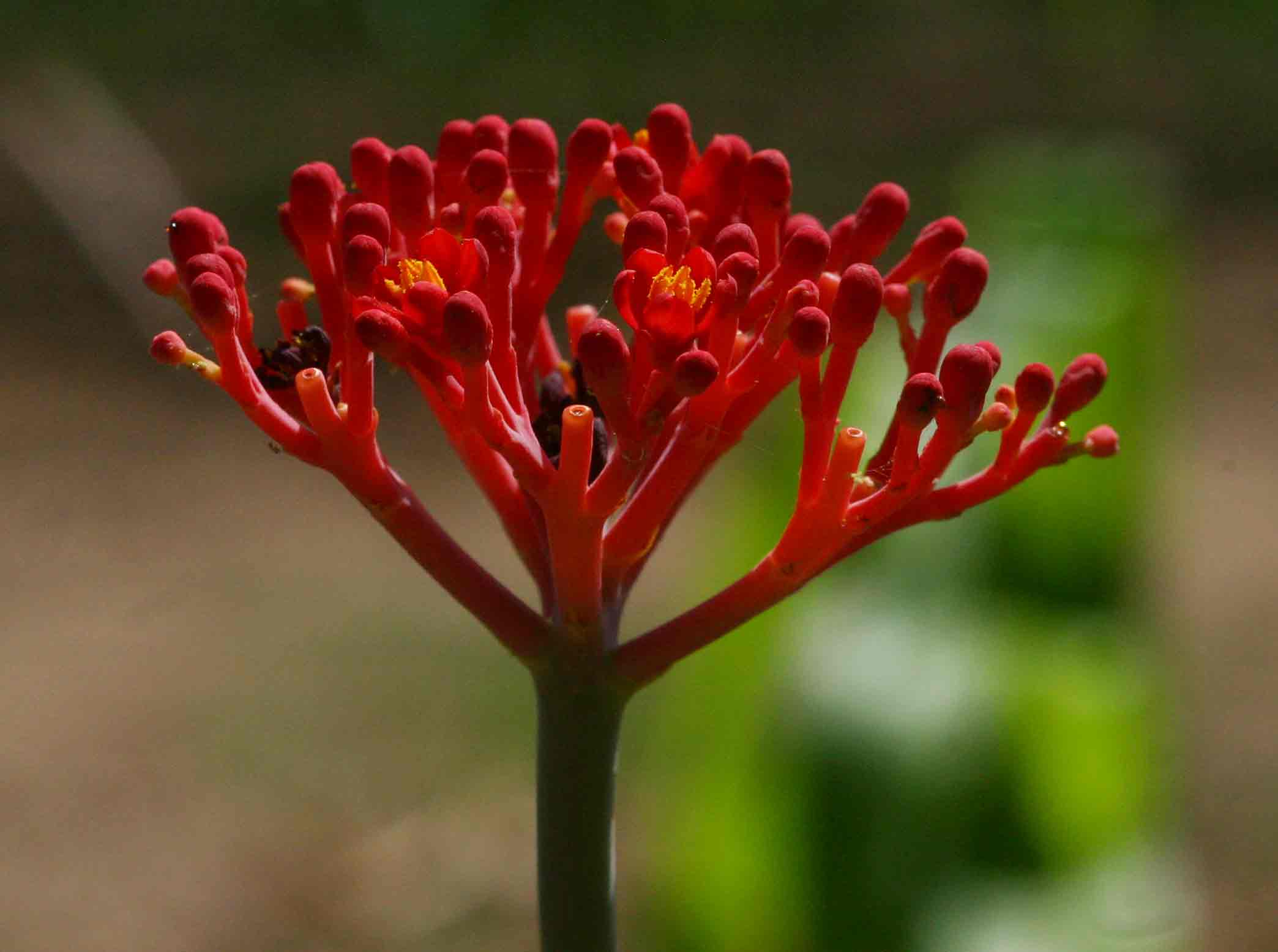 Jatropha multifida