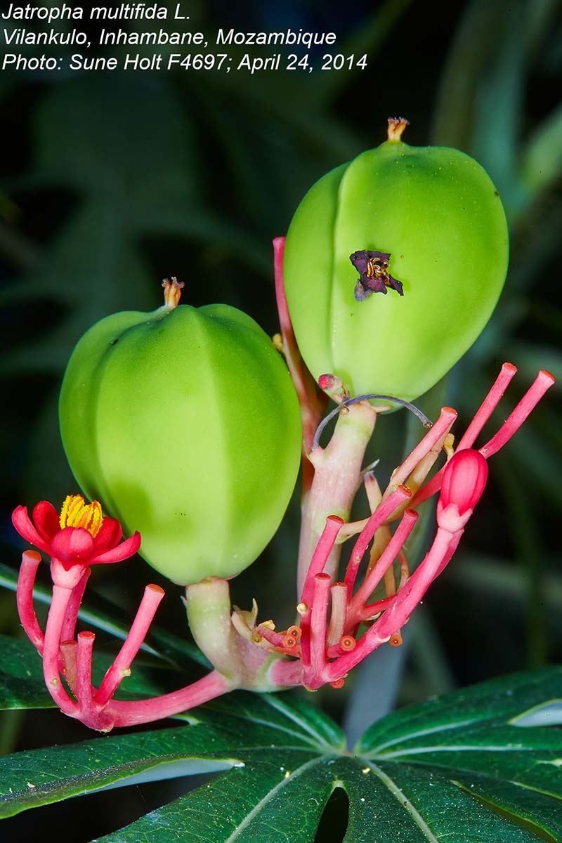 Jatropha multifida Jatropha multifida