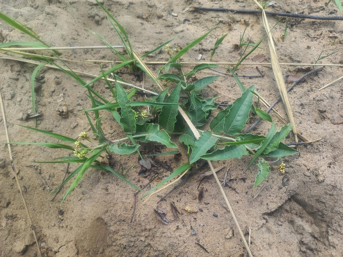 Jatropha seineri var. seineri