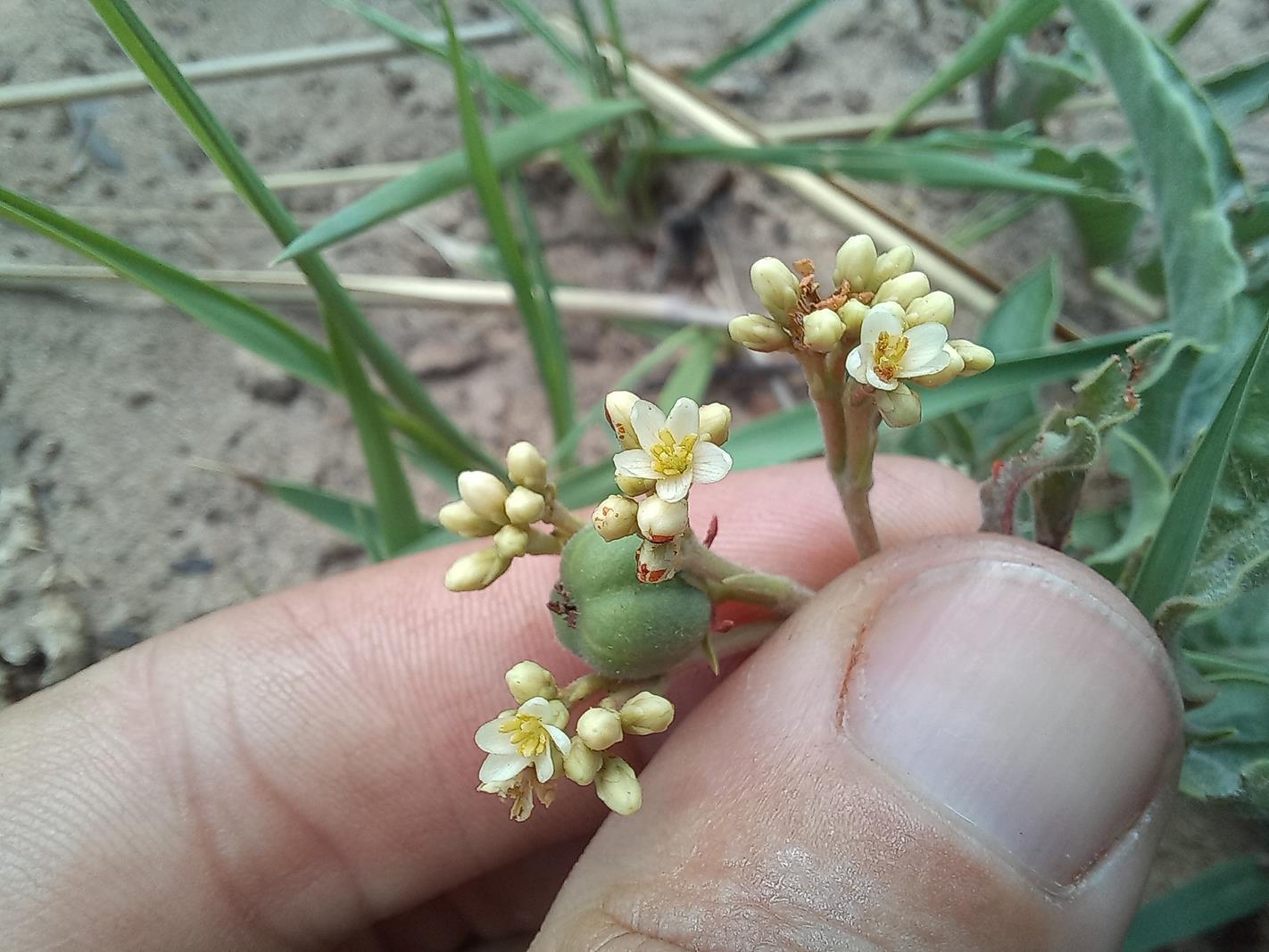Jatropha seineri var. seineri Jatropha seineri var. seineri