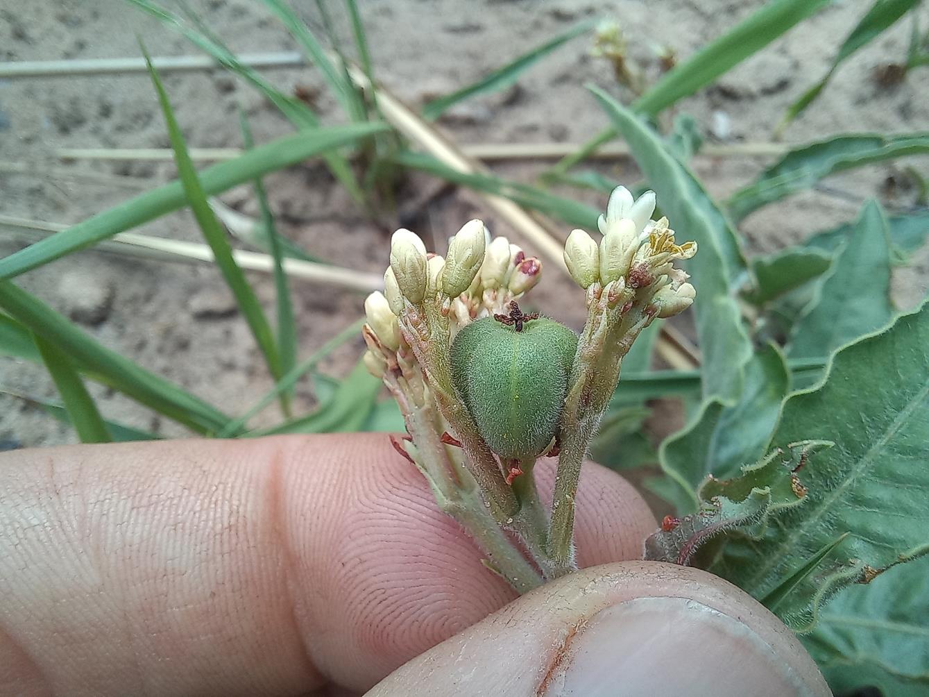 Jatropha seineri var. seineri