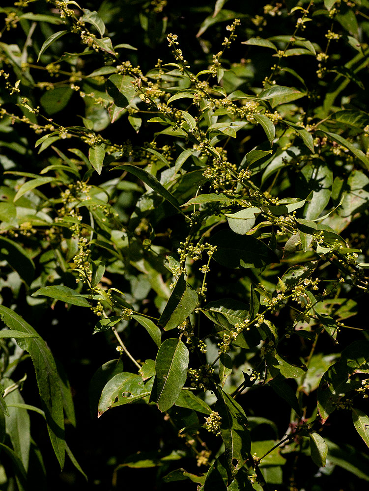 Clutia abyssinica var. abyssinica