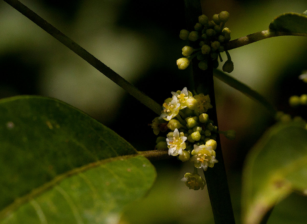 Clutia abyssinica var. abyssinica