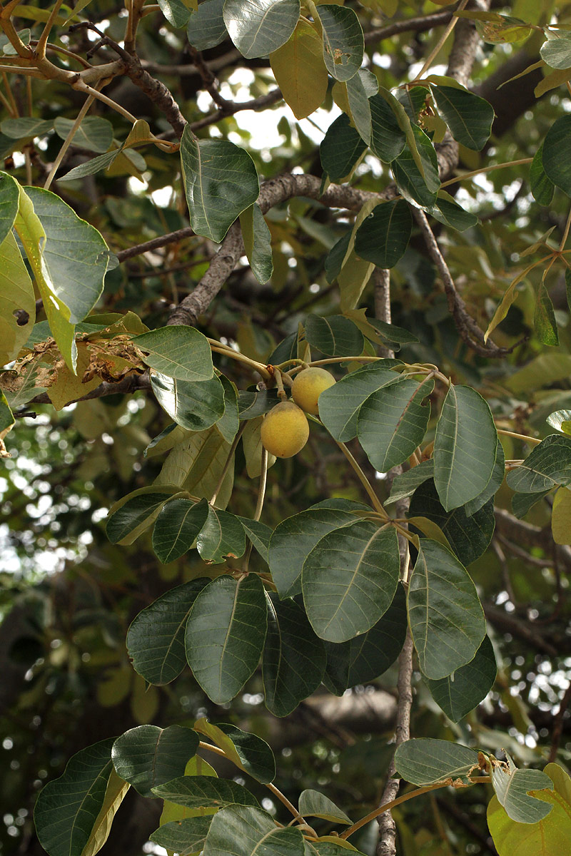 Schinziophyton rautanenii Schinziophyton rautanenii