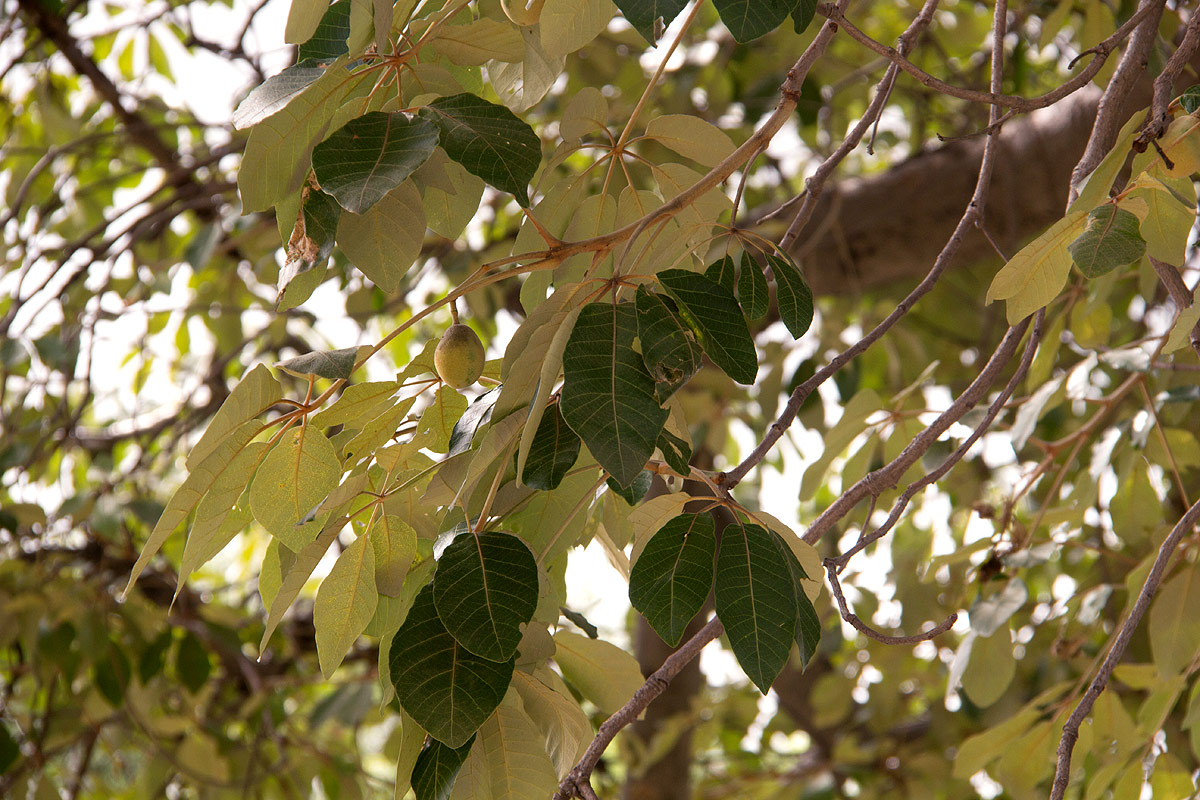 Schinziophyton rautanenii Schinziophyton rautanenii