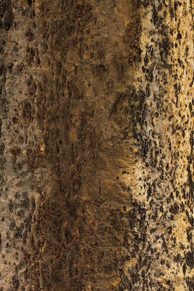 Schinziophyton rautanenii Schinziophyton rautanenii