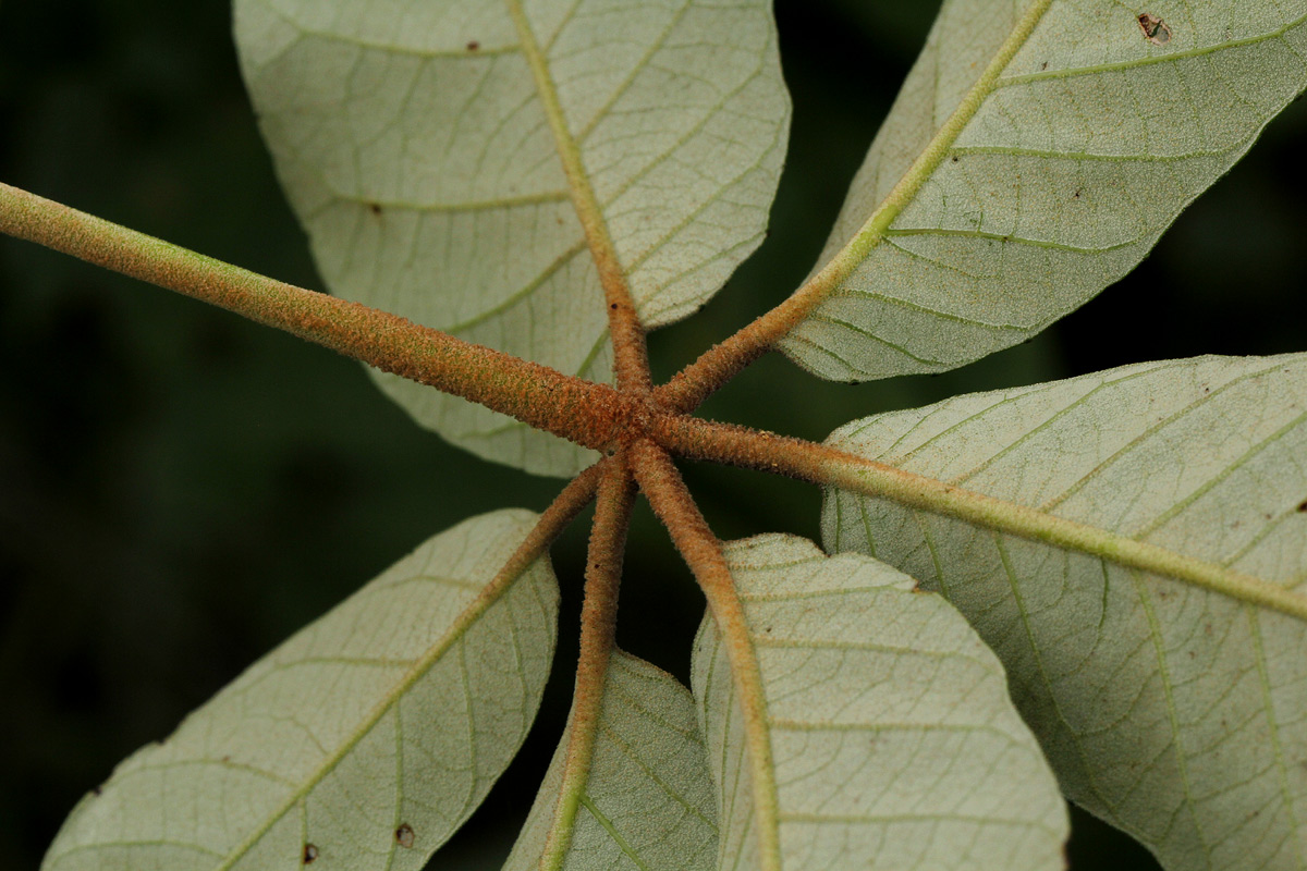 Schinziophyton rautanenii Schinziophyton rautanenii