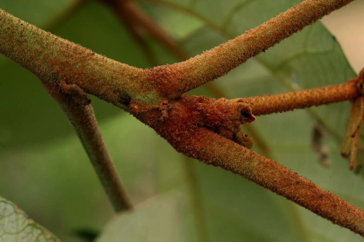 Schinziophyton rautanenii Schinziophyton rautanenii
