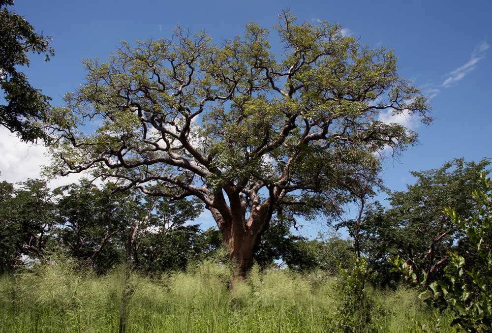 Schinziophyton rautanenii Schinziophyton rautanenii