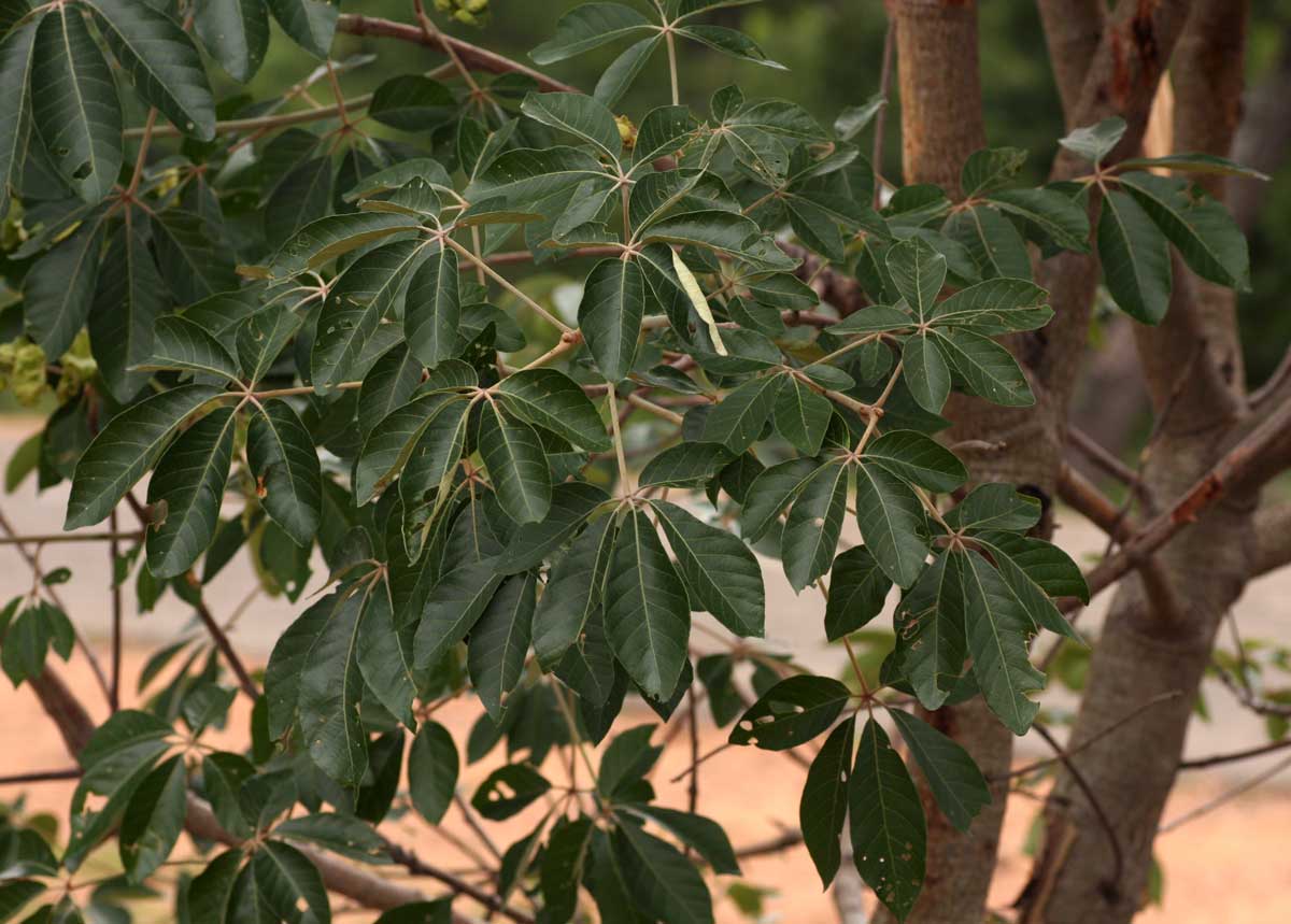 Schinziophyton rautanenii Schinziophyton rautanenii