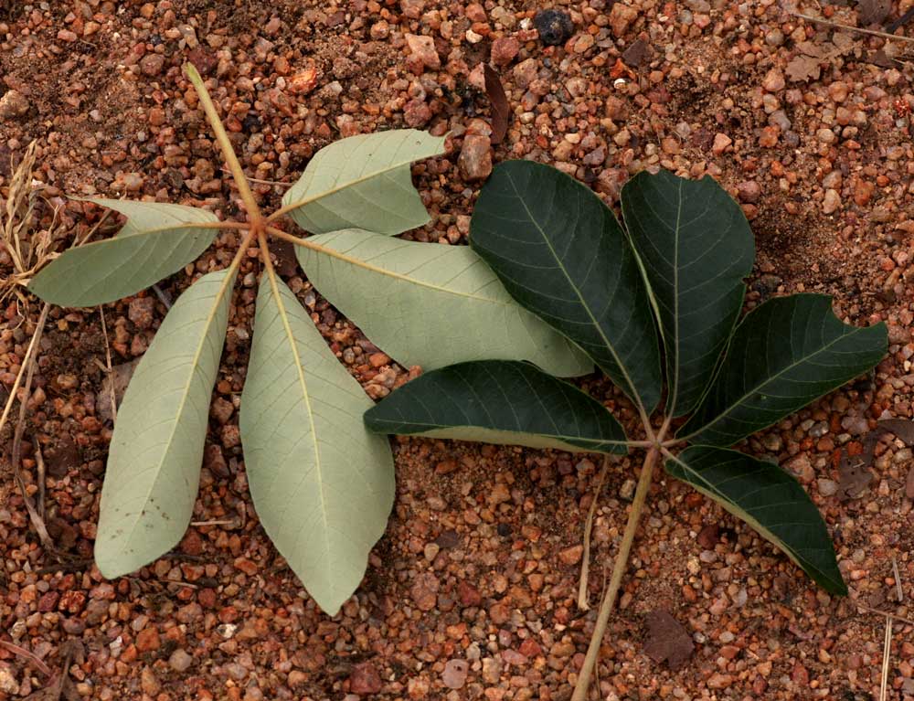 Schinziophyton rautanenii Schinziophyton rautanenii