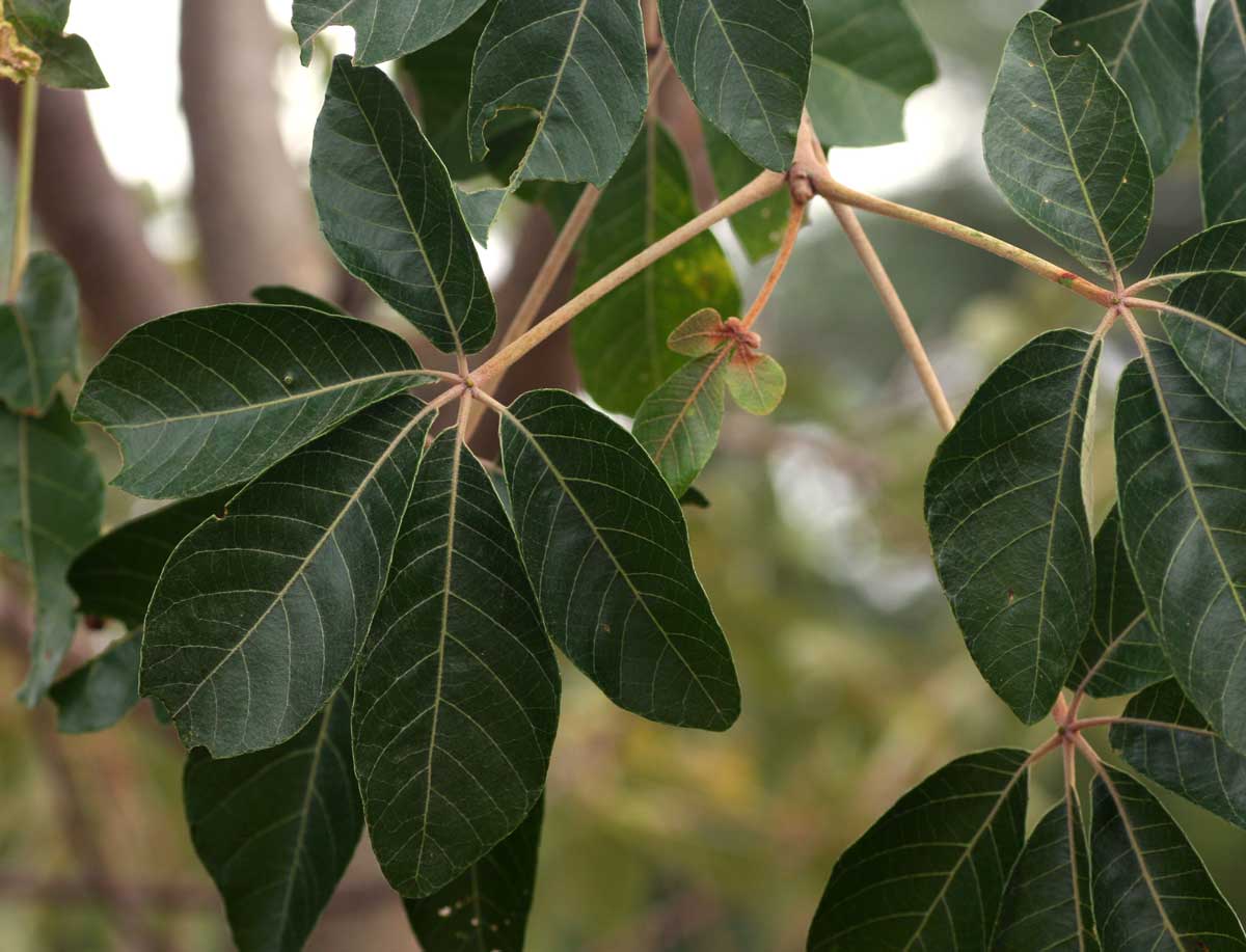 Schinziophyton rautanenii Schinziophyton rautanenii