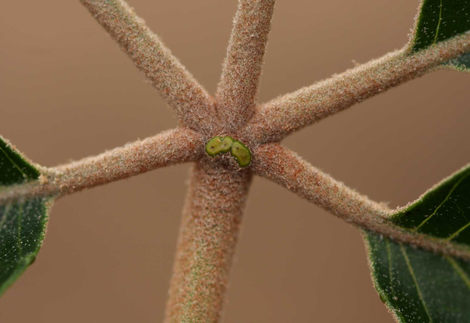 Schinziophyton rautanenii Schinziophyton rautanenii