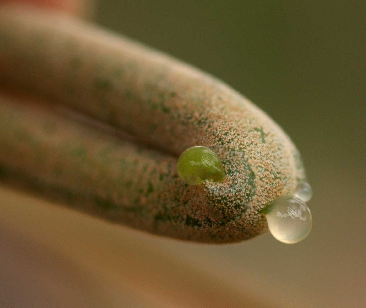 Schinziophyton rautanenii Schinziophyton rautanenii