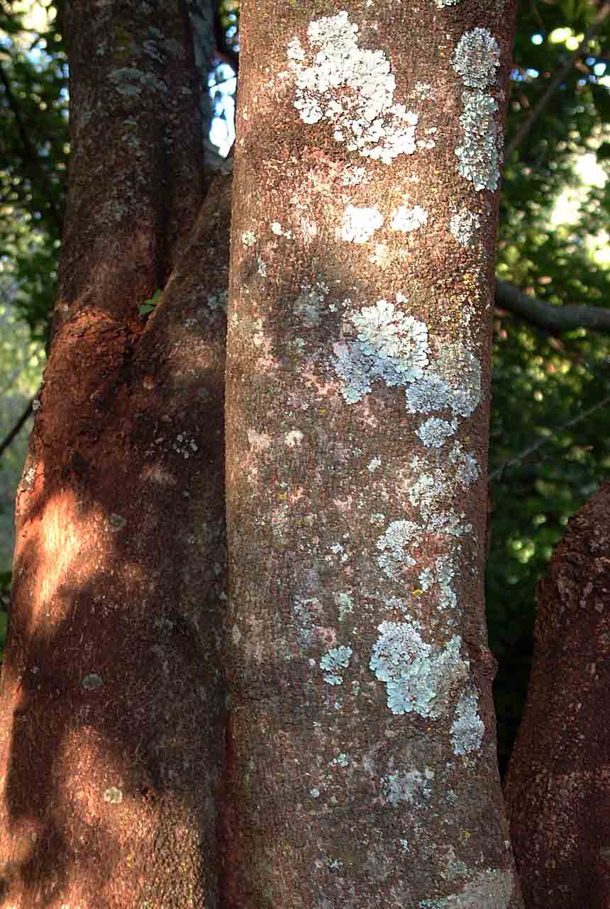 Excoecaria bussei Excoecaria bussei