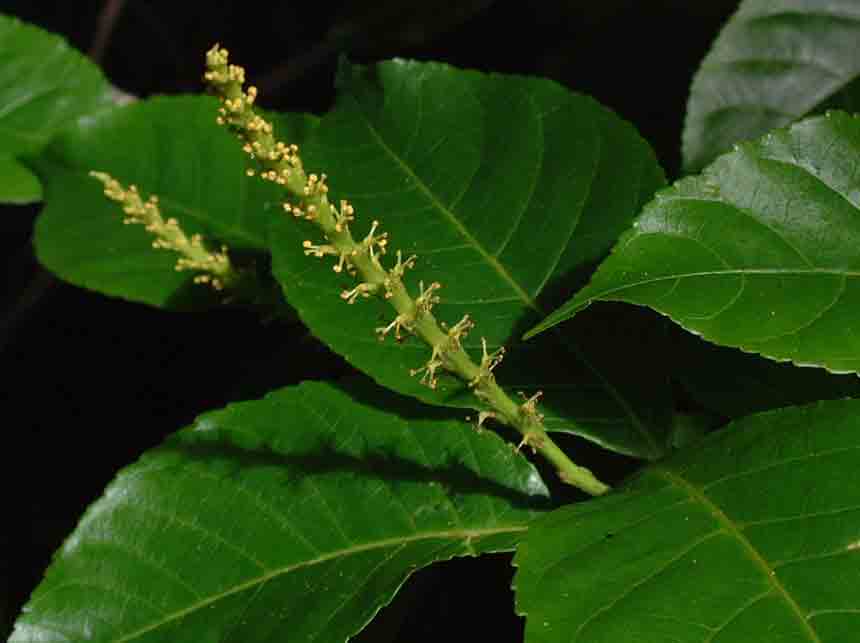 Excoecaria bussei Excoecaria bussei