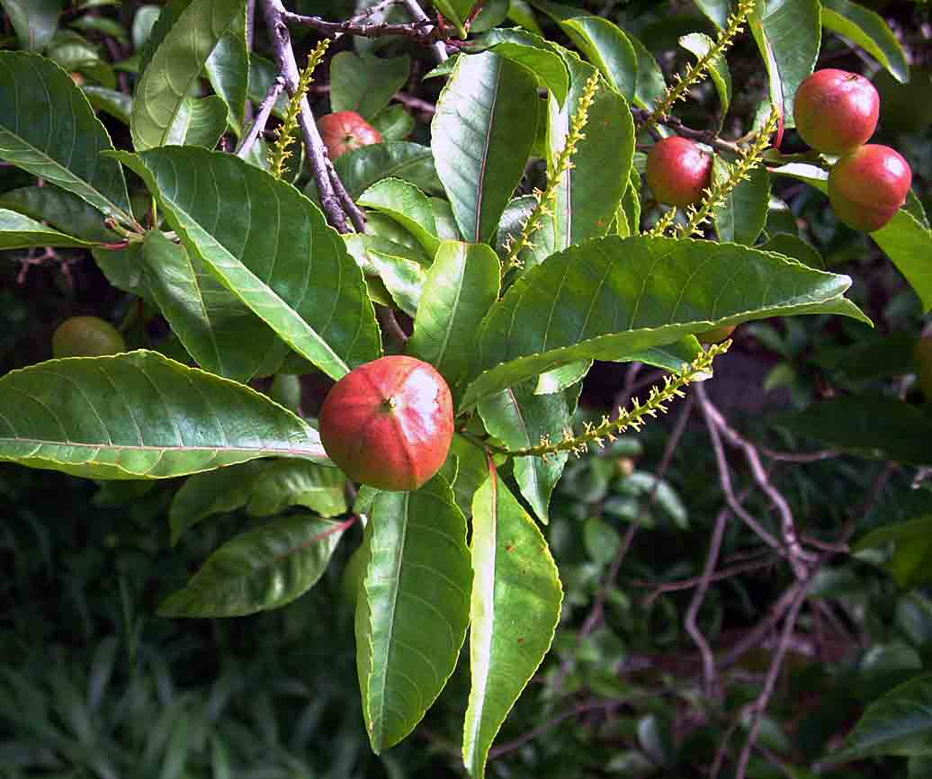 Excoecaria bussei Excoecaria bussei