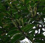 Shirakiopsis elliptica