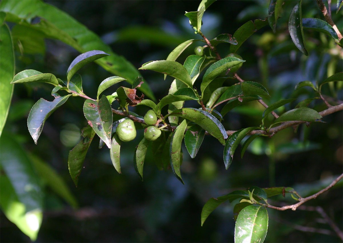 Shirakiopsis elliptica