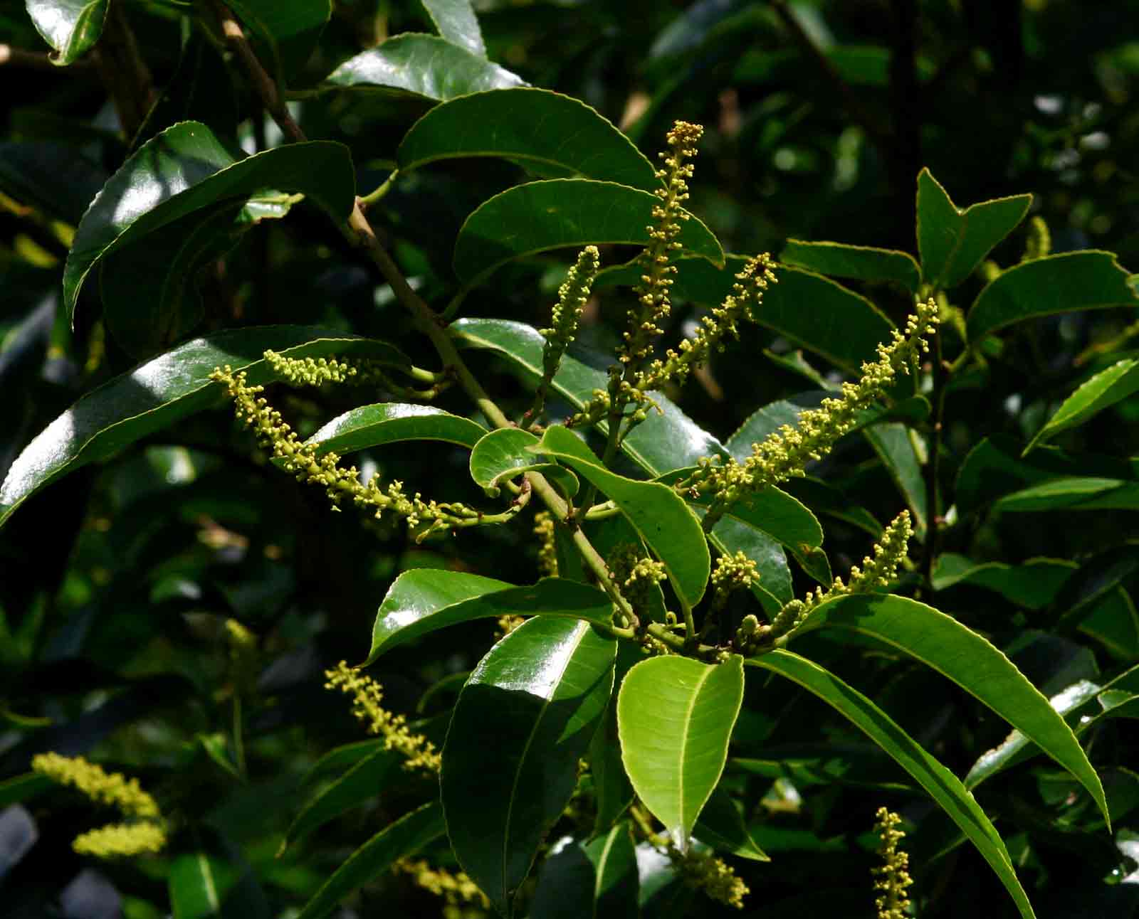 Shirakiopsis elliptica