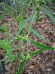 Euphorbia benthamii