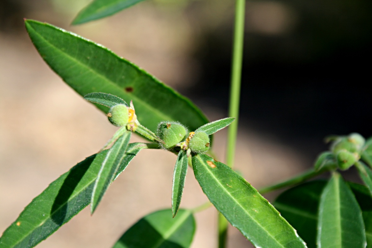 Euphorbia benthamii Euphorbia benthamii
