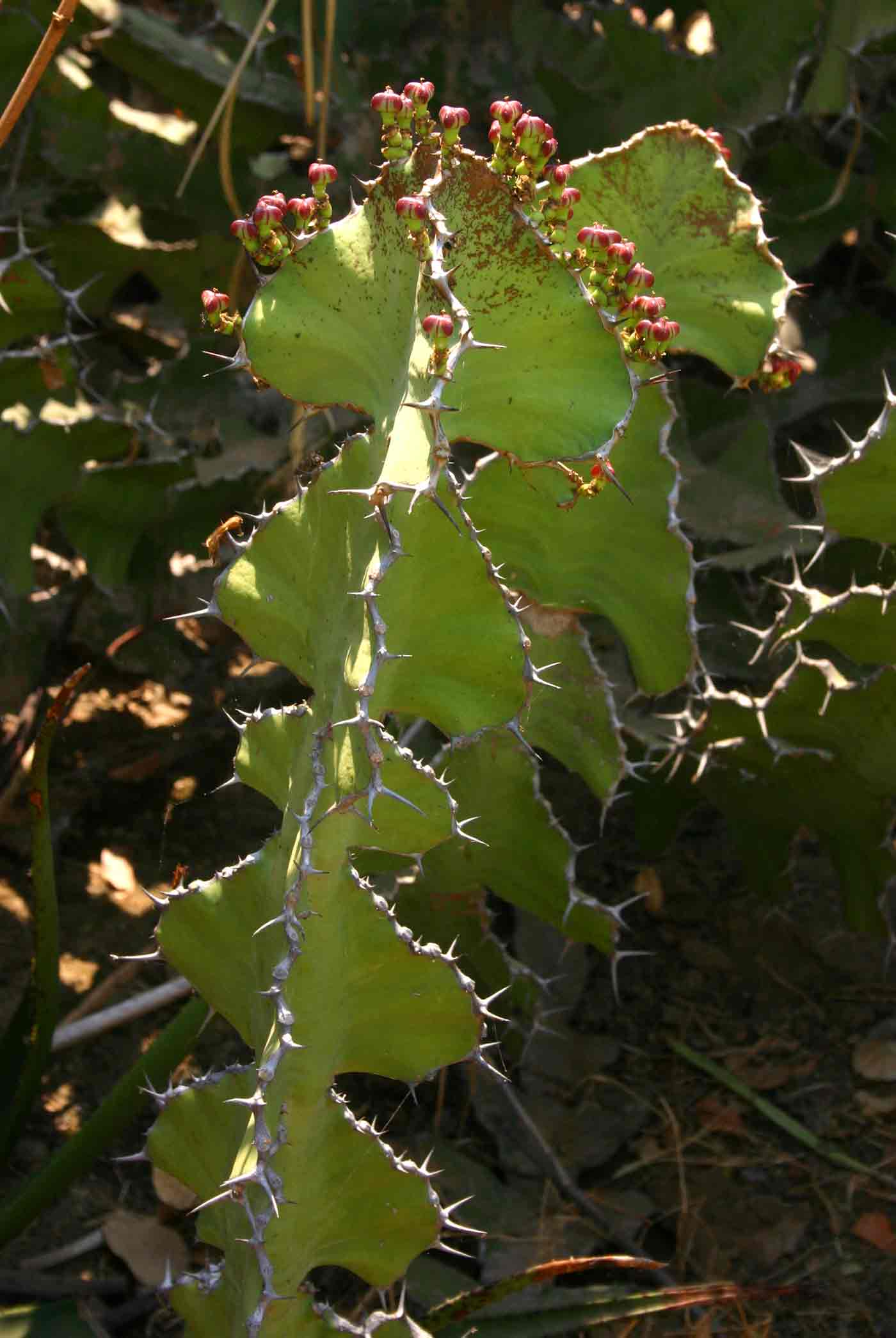 Euphorbia cooperi var. calidicola