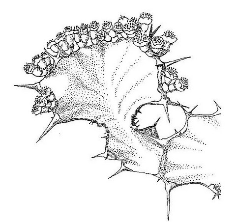 Euphorbia cooperi var. calidicola Euphorbia cooperi var. calidicola