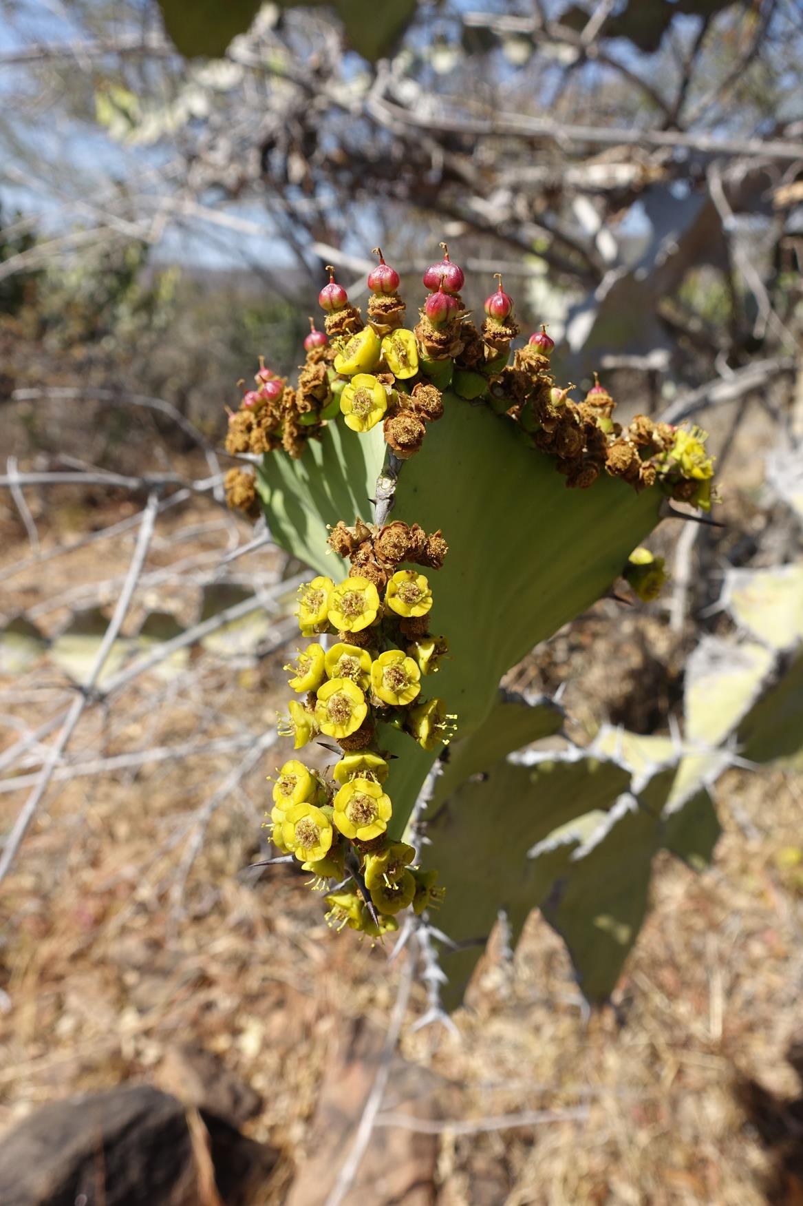 Euphorbia cooperi var. calidicola