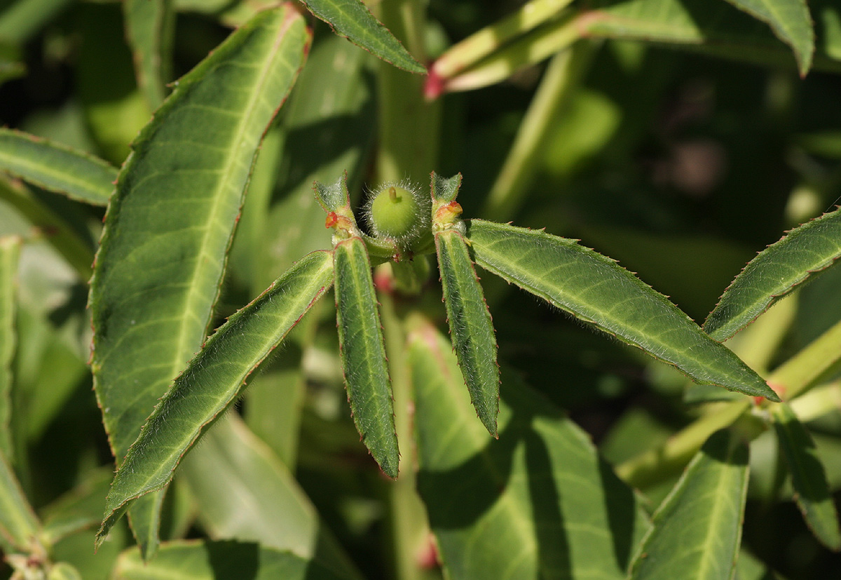 Euphorbia crotonoides subsp. crotonoides Euphorbia crotonoides subsp. crotonoides
