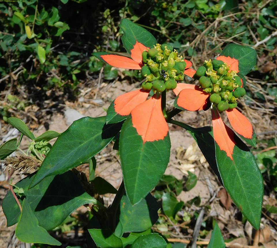 Euphorbia cyathophora