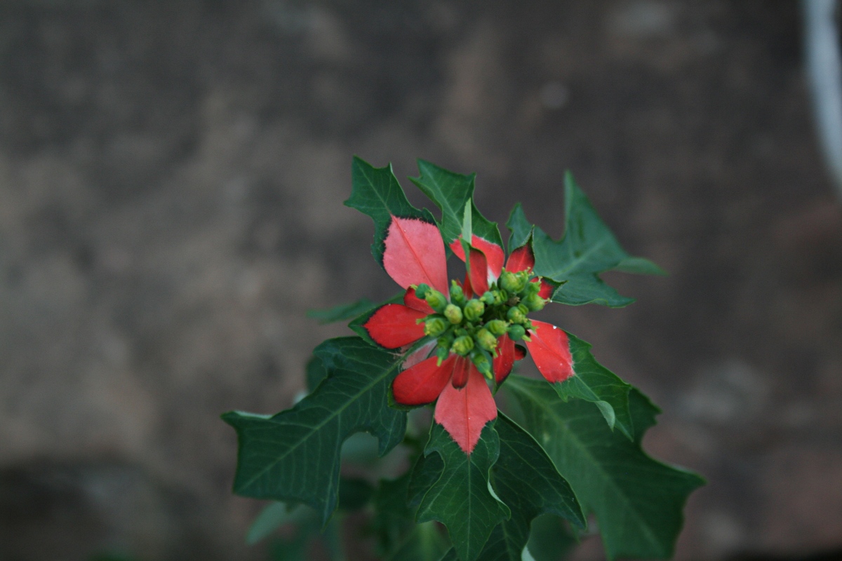 Euphorbia cyathophora
