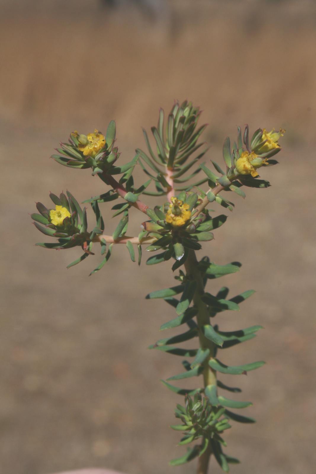 Euphorbia cyparissioides