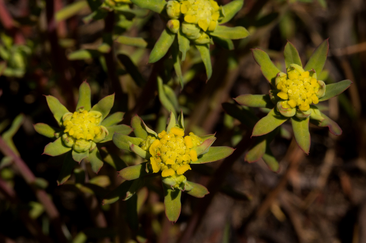 Euphorbia cyparissioides