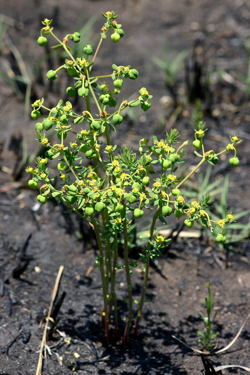 Euphorbia cyparissioides Euphorbia cyparissioides