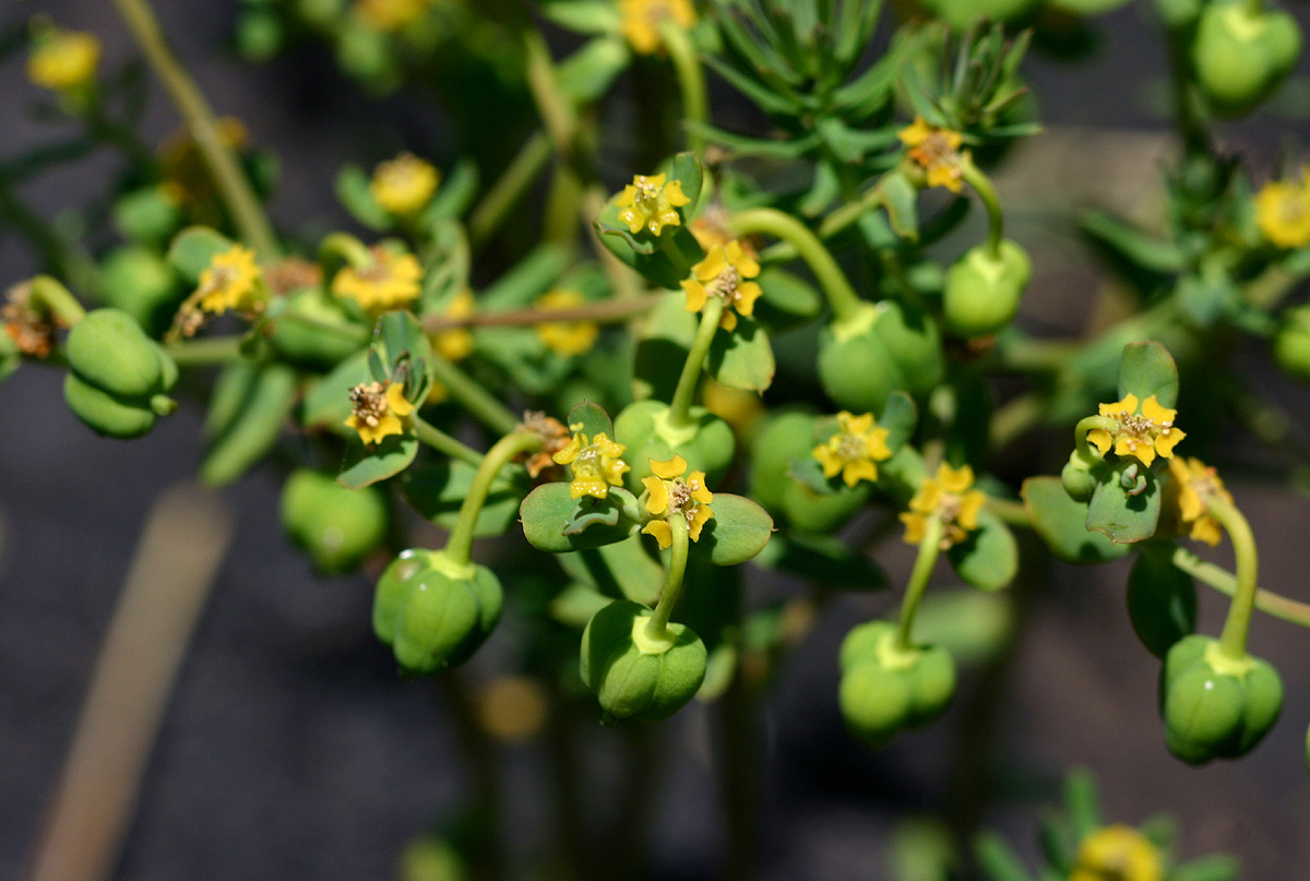 Euphorbia cyparissioides Euphorbia cyparissioides