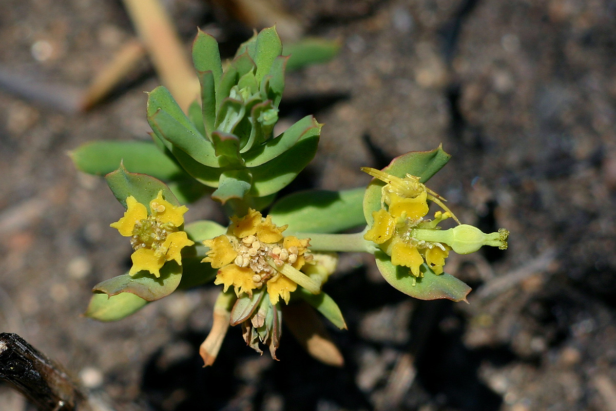 Euphorbia cyparissioides Euphorbia cyparissioides